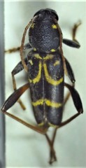 Xylotrechus antilope
