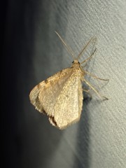 Macaria evagaria
