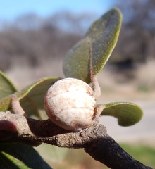 Allokermes cueroensis