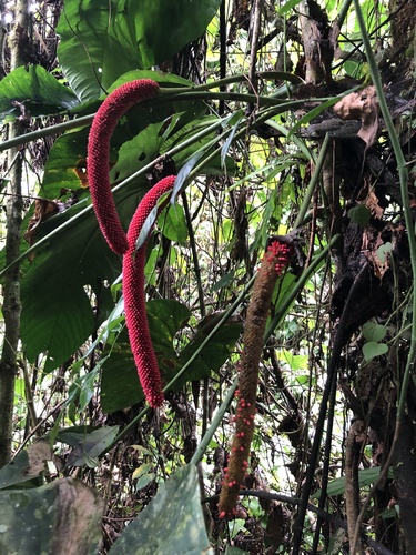 Anthurium giganteum, photograph 4