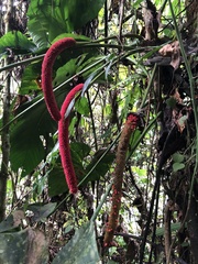 (c) Skjold Søndergaard, some rights reserved (CC BY) Anthurium giganteum, photograph (c) Skjold Søndergaard, some rights reserved (CC BY)