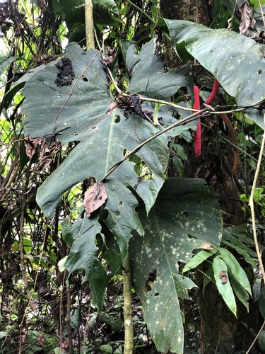 Anthurium giganteum, photograph 3
