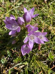 Gentianella austriaca