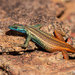 Cape Flat Lizard - Photo (c) Tyrone Ping, some rights reserved (CC BY-NC), uploaded by Tyrone Ping