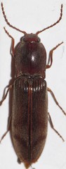 Stenagostus rhombeus