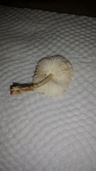 Basidiomycota