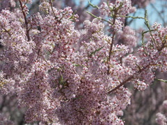 Tamarix laxa