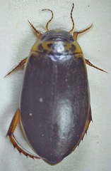 Rhantus frontalis