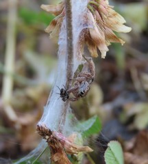 Habronattus captiosus