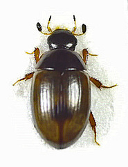 Cercyon unipunctatus