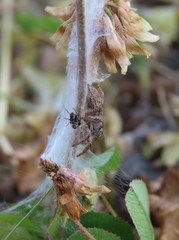 Habronattus captiosus