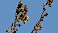 Carduelis carduelis