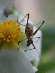 Phaneroptera sparsa