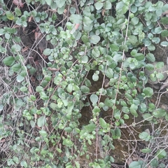 Ribes viburnifolium
