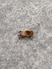 Palpada ruficeps