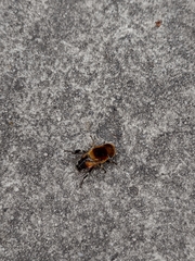 Palpada ruficeps
