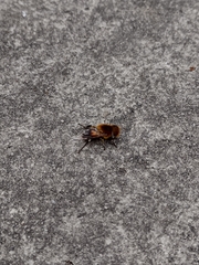 Palpada ruficeps