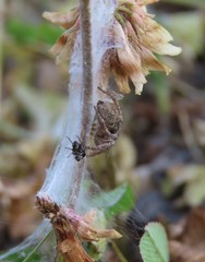 Habronattus captiosus