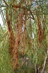 Asparagus plocamoides