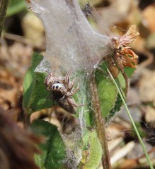 Habronattus captiosus