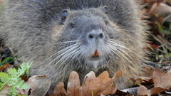 Myocastor coypus