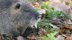 Myocastor coypus