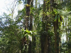 Werauhia werckleana