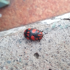 Ogdoecosta biannularis