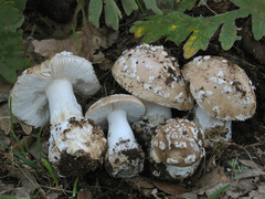 Amanita gioiosa