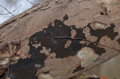 Cryptostroma corticale