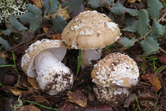 Amanita gioiosa