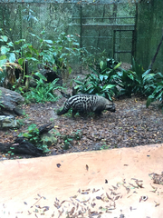 Viverridae
