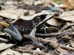 Clinotarsus curtipes