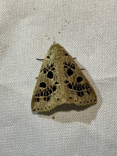 Herminodes tessellata