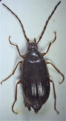 Hymenalia rufipes