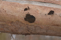Cryptostroma corticale