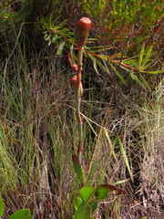 Watsonia coccinea