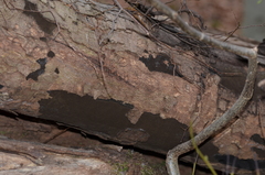 Cryptostroma corticale