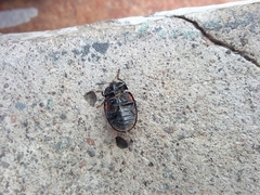 Ogdoecosta biannularis