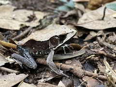 Clinotarsus curtipes