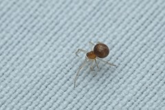 Simitidion simile
