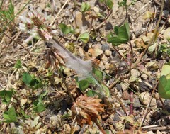 Habronattus captiosus