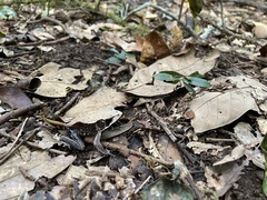 Clinotarsus curtipes