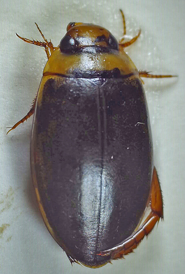 Rhantus latitans