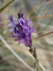 Lavandula minutolii