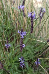 Lavandula minutolii