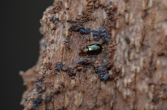 Salpingus ruficollis