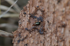Salpingus ruficollis