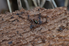 Salpingus ruficollis