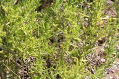 Batis maritima